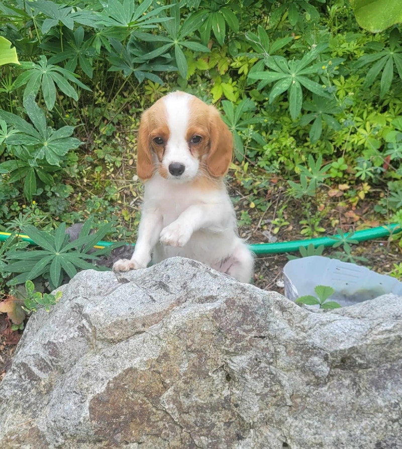 Cavapoo puppies Dogs & Puppies for Rehoming Kamloops Kijiji