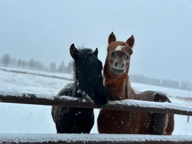 Companion horse / broodmare in Horses & Ponies for Rehoming in Edmonton - Image 7