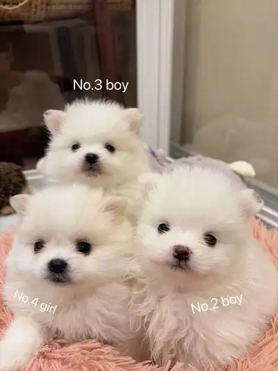 ** Snow White Toy size Pomeranian puppies **, View more