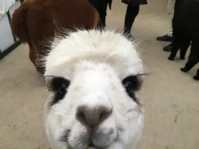 Interactive Alpaca Tours: Create Family Memories!, View more