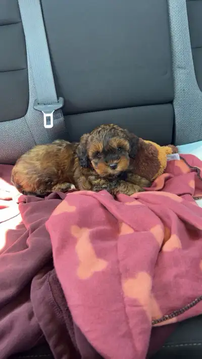 Shih-poo X Poodle puppy, View more