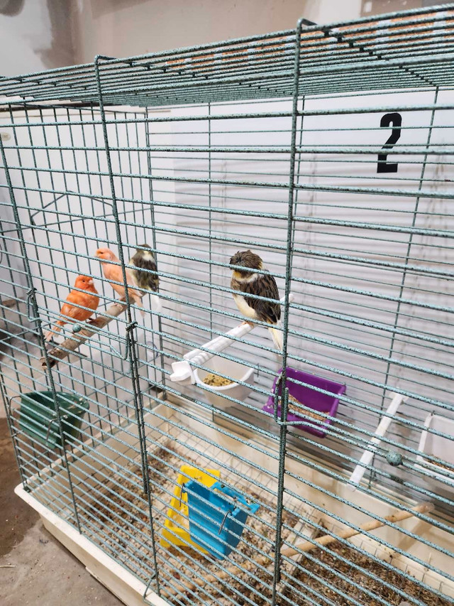 Canaries for sale in Birds for Rehoming in Leamington