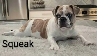 French Bulldog, View more