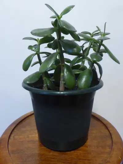 Healthy indoor Jade plant, View more