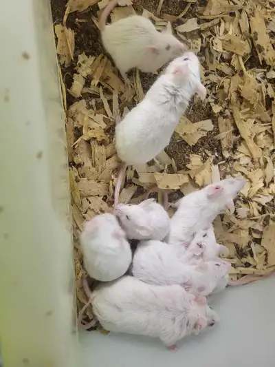 Pet Mice for new home, View more