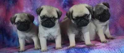 Pug Puppies, View more