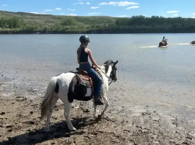 Horse for Sale - Still Available, View more