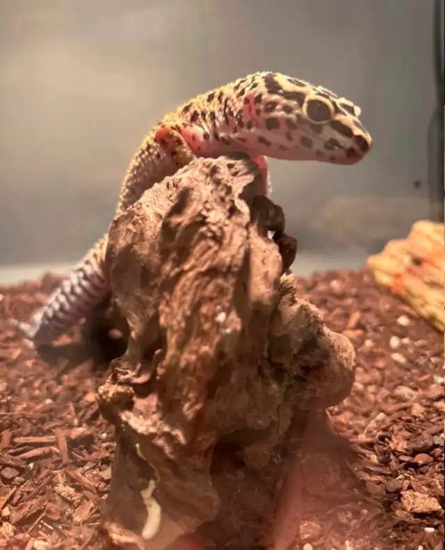 Leopard Gecko’s  in Other in City of Toronto - Image 5