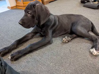 Just one black male available Beautiful pup, has been dewormed, have first vaccine and second and th...
