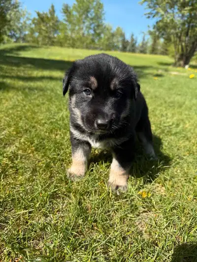 These adorable Husky and German Shepherd mix puppies are now available! They are playful, curious, a...