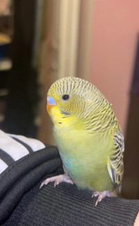 2 Budgies for sale with accessories