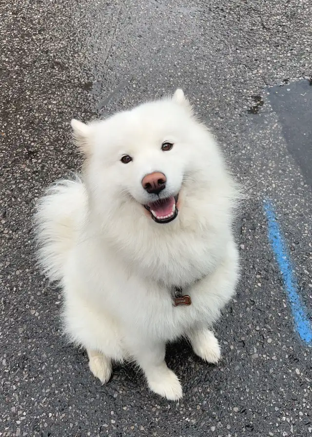 Purebred Samoyed Puppies!! in Dogs & Puppies for Rehoming in City of Toronto - Image 8