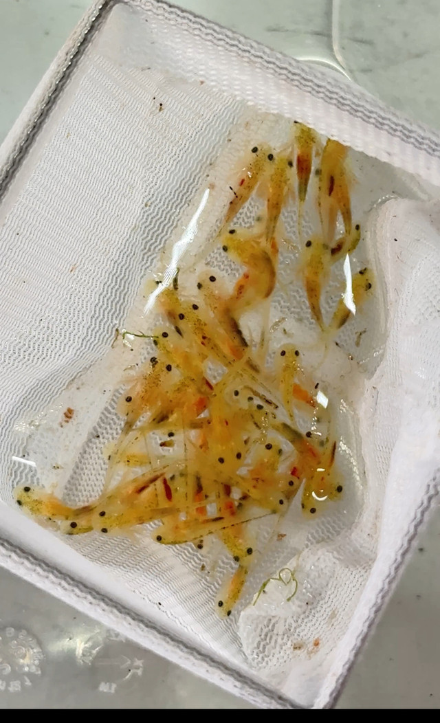 Aquarium Axolotl in Fish for Rehoming in Oakville / Halton Region - Image 2