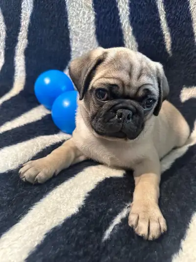 Bébés Pug prêt pour leur nouvelle famille adoptive!!!, View more