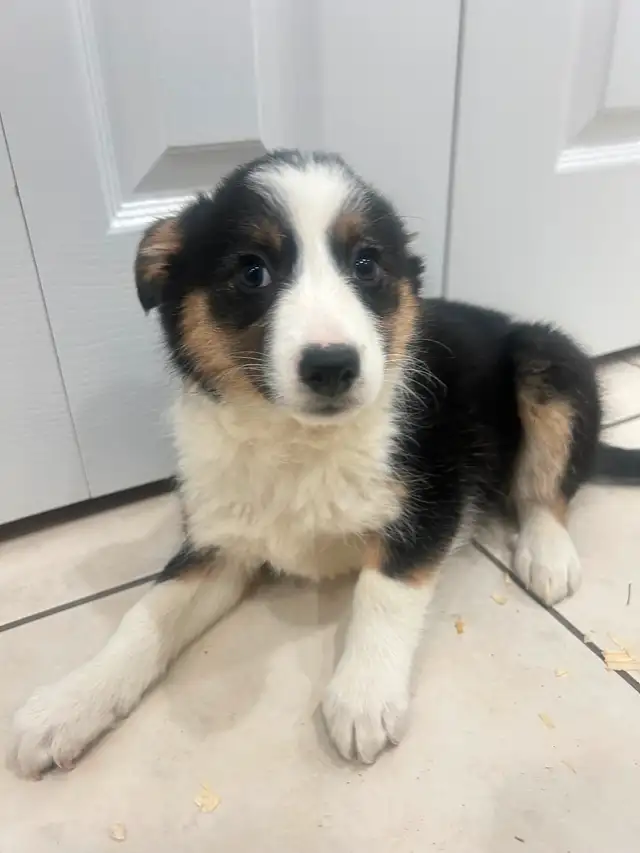 Mini Australian Shepard puppies ready for homes in Dogs & Puppies for Rehoming in Oakville / Halton Region - Image 9