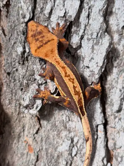 Gecko à crête, View more