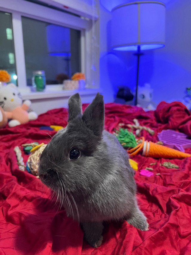 Purebred Netherland Dwarf Rabbit  in Small Animals for Rehoming in Burnaby/New Westminster - Image 2