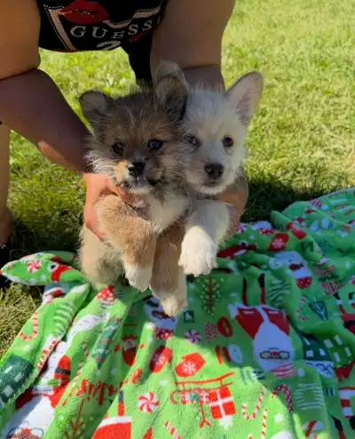 Mini pom puppies, View more