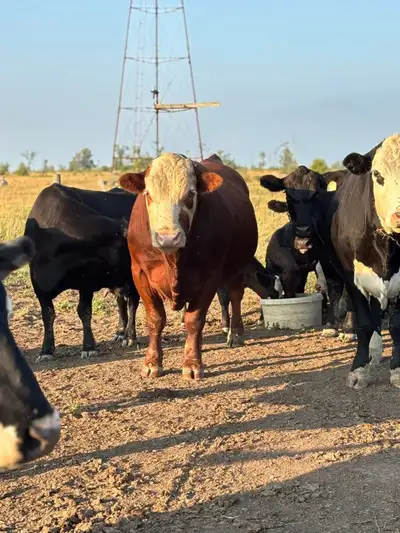 Hereford Red Angus X bull for sale. He will be available November 1st as he’s on pasture with the co...