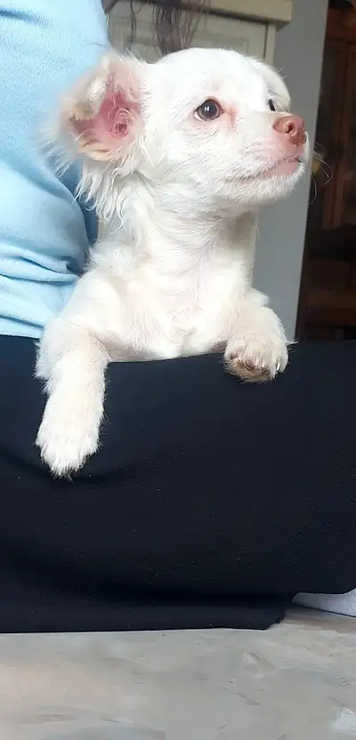 Loveable Chihuahua puppy, View more