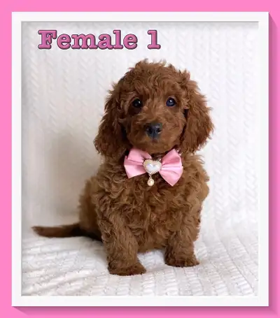 Mini-GoldenDoodle F1b Puppies, View more
