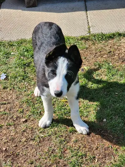 I can't get believe nobody wants these beautiful babies. SOLDJuniper is such a sweet little girl, cu...
