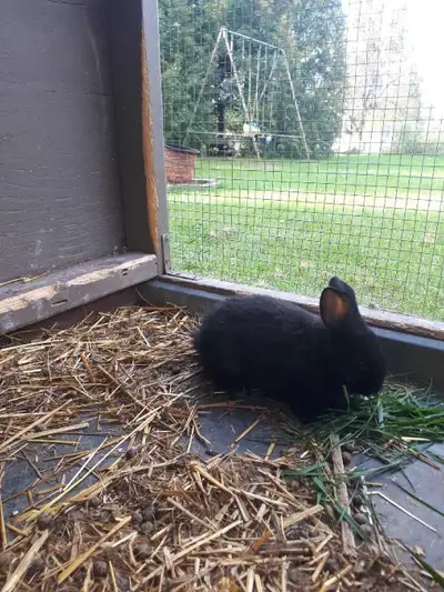 Flemish giant mix , View more