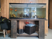 55 or 65 gal fish tank 