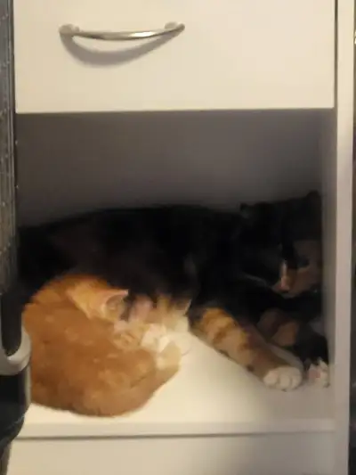 REHOMING URGENTLY, View more