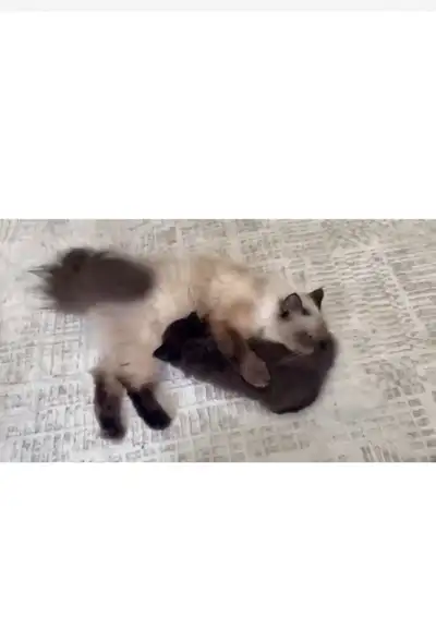 ragdoll cat, View more