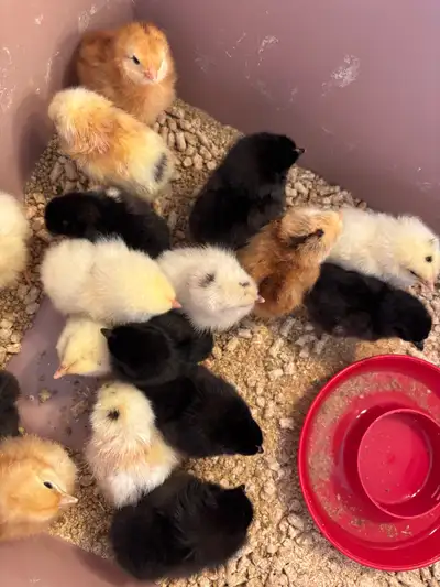 JUST HATCHED BYM CHICKS, View more