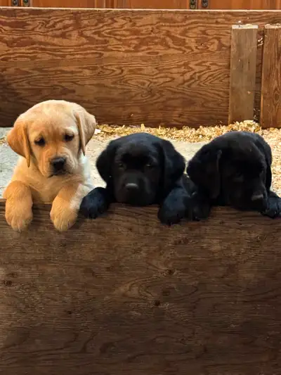 CKC Labrador puppies, View more