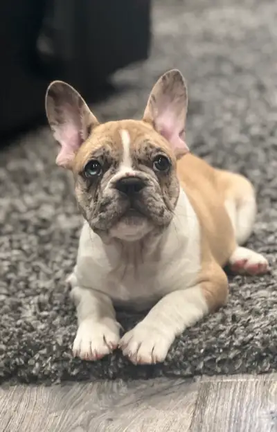 French bulldog puppies , View more
