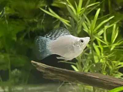 I am selling multiple freshwater aquarium fish as listed below. Please contact me for available quan...
