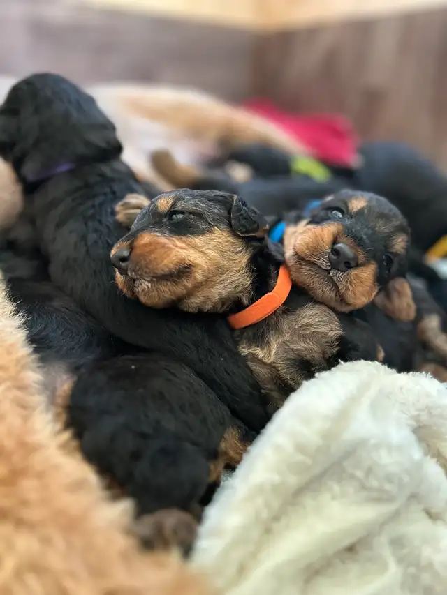 ✨CKC REGISTERED AIREDALE TERRIER PUPPIES ✨ in Dogs & Puppies for Rehoming in Markham / York Region - Image 8