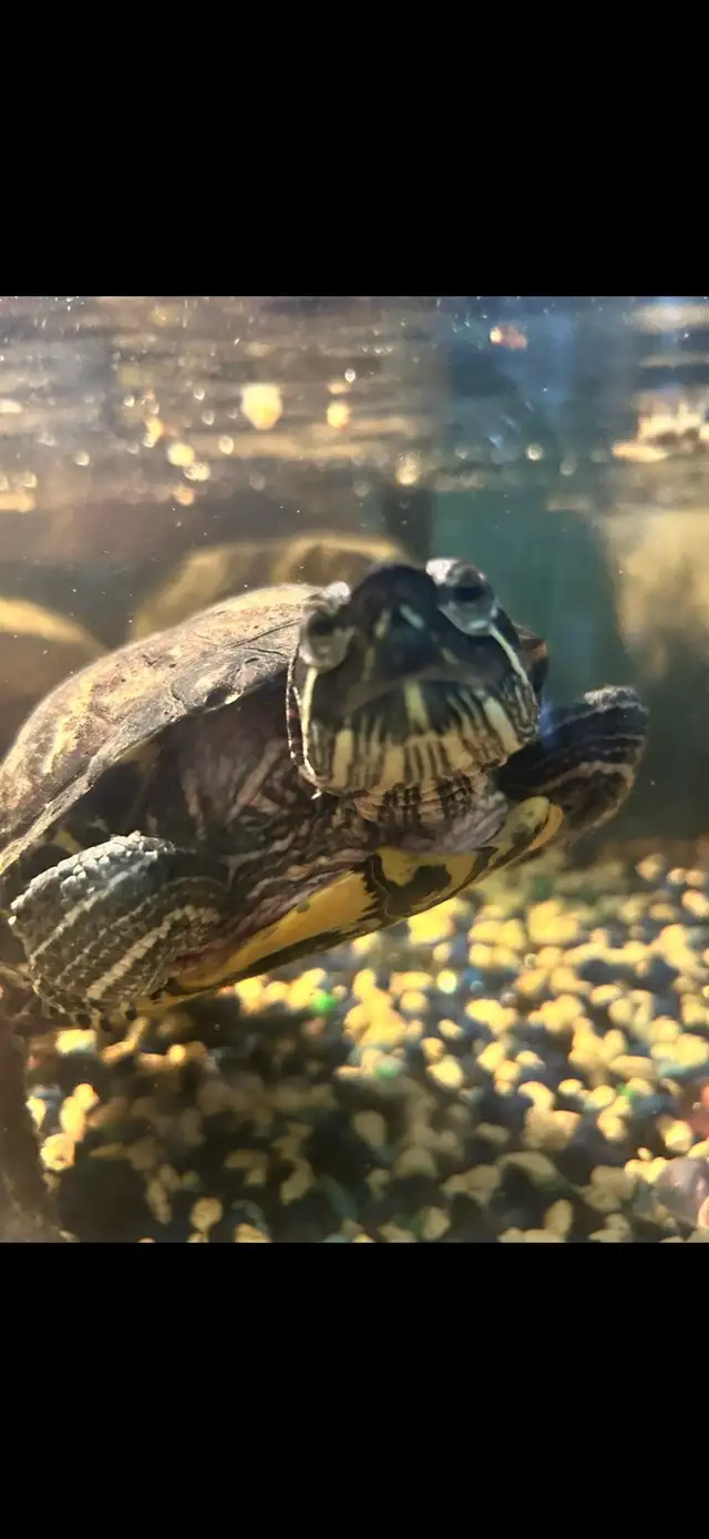 turtle need rehoming 