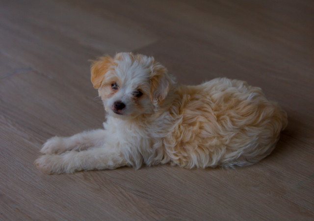 Mini Aussiedoodle F1b dans Chiens et chiots à adopter  à Drummondville - Image 4