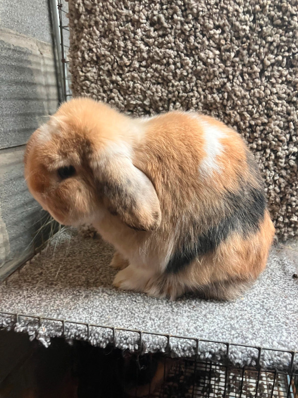 EXTRAORDINARY VIENNA-MARKED HARLEQUIN HOLLAND LOP MALE BUNNY in Small Animals for Rehoming in City of Toronto - Image 2