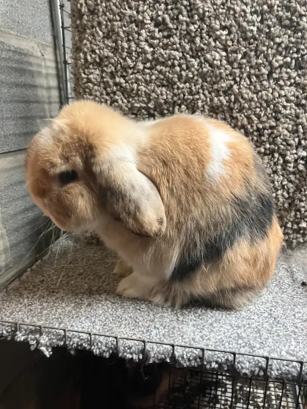 EXTRAORDINARY VIENNA-MARKED HARLEQUIN HOLLAND LOP MALE BUNNY in Small Animals for Rehoming in City of Toronto - Image 3