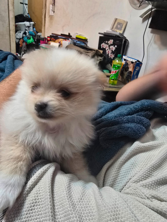 2 prebread pomeranian puppies  comes with their first shots..... in Dogs & Puppies for Rehoming in Lethbridge