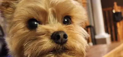 ❤️ Looking for the Perfect Home for Rudy ❤️, View more