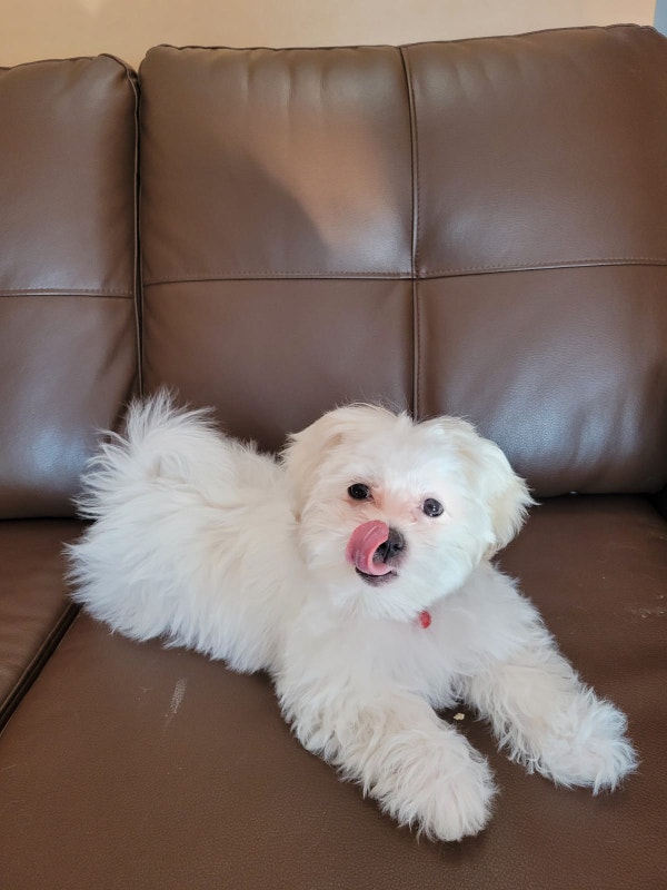 2 year old Maltese/Shih Tzu Mix for sale/ adoption Dogs & Puppies for