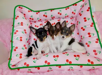 Chihuahua puppies, View more