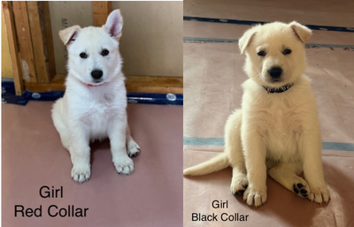 Purebred White German Shepherd Dog (GSD) puppies NEW PICS!, View more