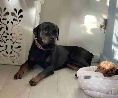 Rottweiler Pup, View more