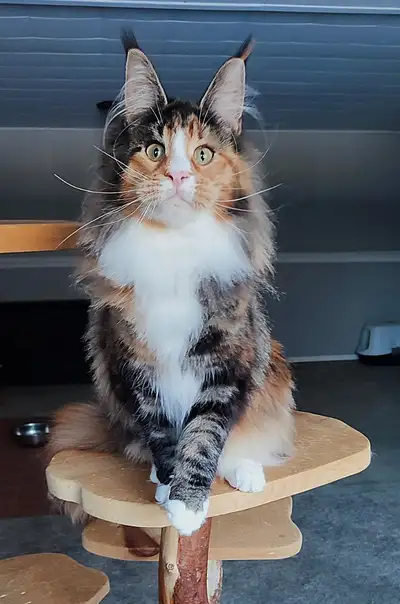 Beautiful Retired Adult Maine Coon Female, View more