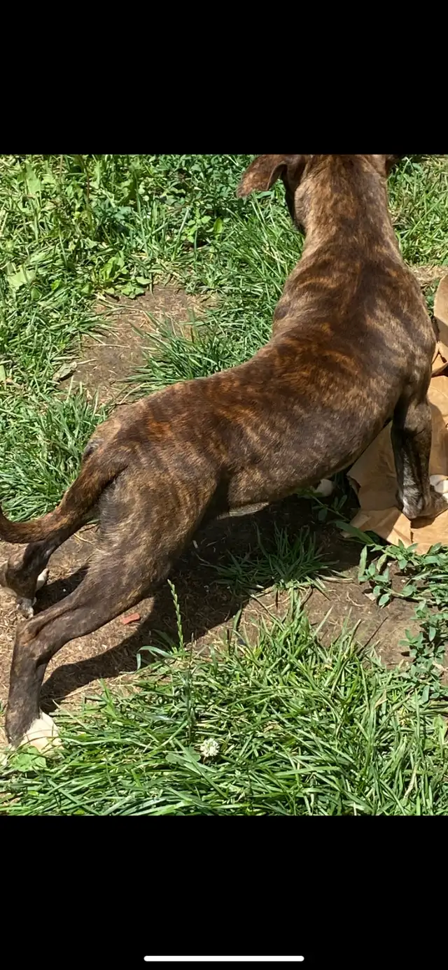 Beautiful Dogo mix pups available good homes in Dogs & Puppies for Rehoming in Mississauga / Peel Region - Image 4