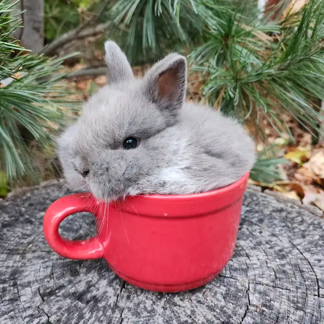 EXTRAORDINARY NETHERLAND DWARF, HOLLAND LOP,  ANGORA BUNNIES in Small Animals for Rehoming in North Bay - Image 6