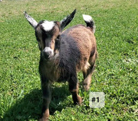 Nigerian Dwarf Goats - Doelings 