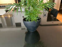 Vase à fleurs ou petite plante noir
